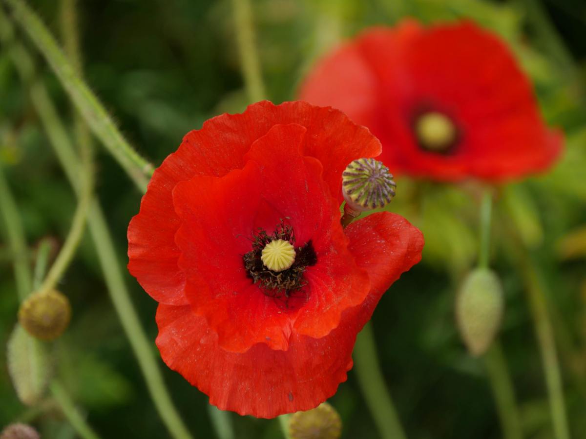 Why do we celebrate Remembrance&nbsp;Day?